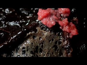 Slime Mold Time Lapse