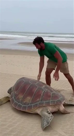 Heroic Rescue: Flipping a Stranded Sea Turtle on the Beach | Ocean Rescue