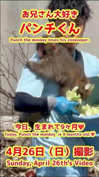 パンチくん【2026年4月26日撮影】お兄さん大好きパンチくん #がんばれパンチ #punch #HangInTherePunch #市川市動植物園【Punch the monkey】N01