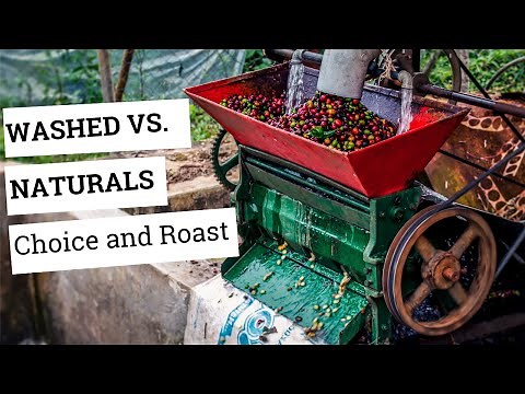 Washed, naturals, honey coffees | How to chose the right bean for you