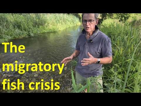 The Decline of Migratory Fish: Causes and Solutions