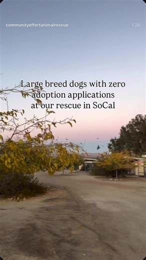 Large Breed Dogs Needing Forever Homes in California