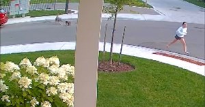 Coyote Chases After Yorkie And Girl, But Little Dog Turns Around To Fight Back