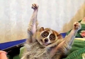 Dokumentinis filmas apie pačius mieliausius gyvūnus. | LRT