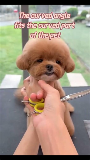 How to Trim a Puppy with Snipstar Shears (No More Lopsided Cuts!)