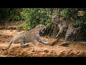 The Ultimate Fight - Jaguar Vs Leopard - Take 2 (2022)
