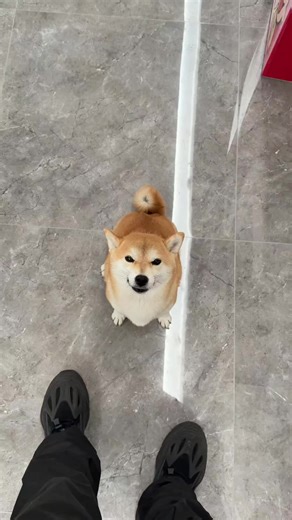 第一视角沉浸式感受波比 #萌宠 #vlog日常 #萌宠出道计划 #柴犬 | shiba inu