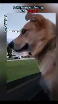 Funniest Dogs Ever 😂 #shorts