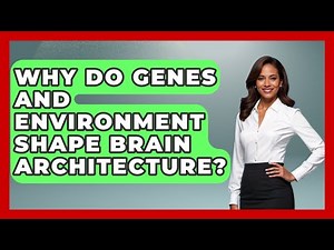 Why Do Genes And Environment Shape Brain Architecture? - Brain Development Hub