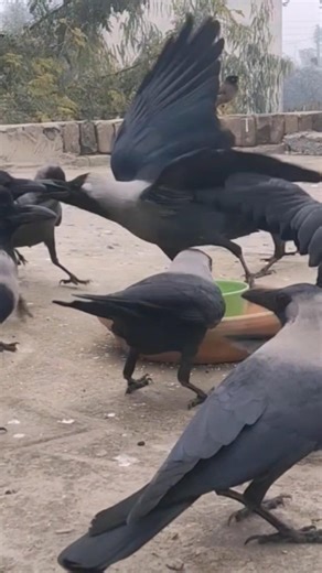 Angry Crow Bird Feeding Crows Sounds Wildlife ♥️🐦🥰😍#shorts