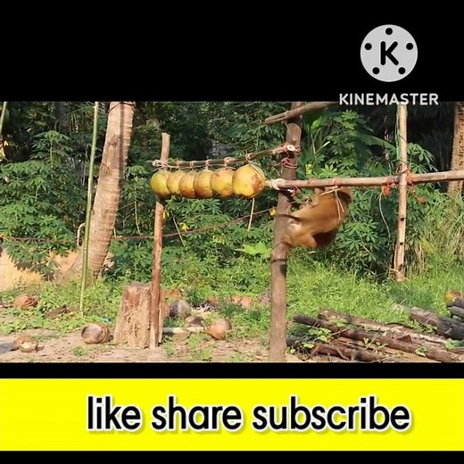 use monkey to pick coconut in thailand