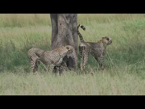 Cheetahs marking territory