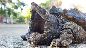 Alligator Snapping Turtle Uses Its ‘Mouth Worm’ to Catch Fish