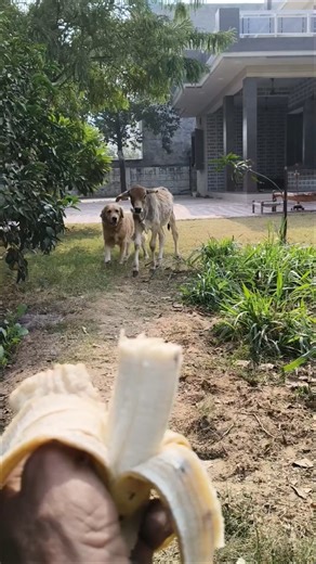 Little ❤️ Friends: Calf and Dog Share a Snack! #shorts #unlikelyfriends #goldenretriever