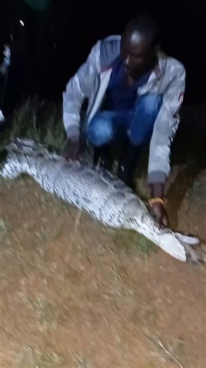 Hier soir était une bonne journée pour un citoyen préoccupé a réussi à sauver le PYTHON ROYAL AFRICAIN.#visituganda