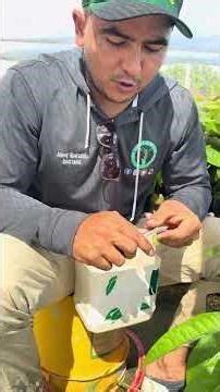 Paso a paso cómo hacer un injerto fácil, rápido y 100% efectivo