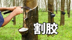 割胶的技巧与流程