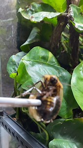 Discoid cockroach dinner for Tiki, my captive-bred male Tokay gecko (Gekko gecko)! He’s just over 10 years old! Isn’t he such a cool animal? • #tokaygecko #reptiliatus #reptile #pet #animal #reels #viral #instagram #tokay #gecko #lizard #geckosofinstagram #reptilesofinstagram #lizardsofinstagram #tikithetokaygecko #blue #eating #food #bugs #petsofinstagram #animals #animalsofinstagram #reptiles #geckos #pets #animalsofinstagram #animals | Reptiliatus