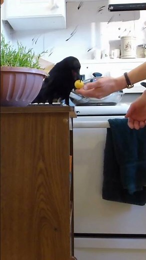 Crow playing catch #birds #crow #funnyanimals