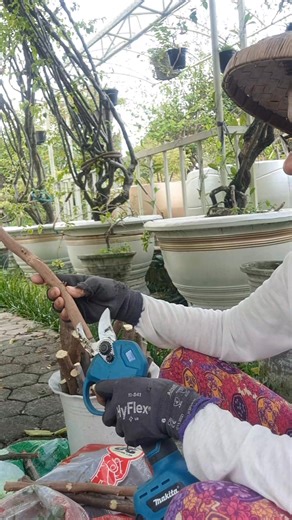 66K views · 624 reactions | Preparing the trunk for planting # #followers #loveislove #friends #happy #highlights #loveit #friendlyᥫᩣシ #fbreels2025ツ | Teresa Pua | Facebook