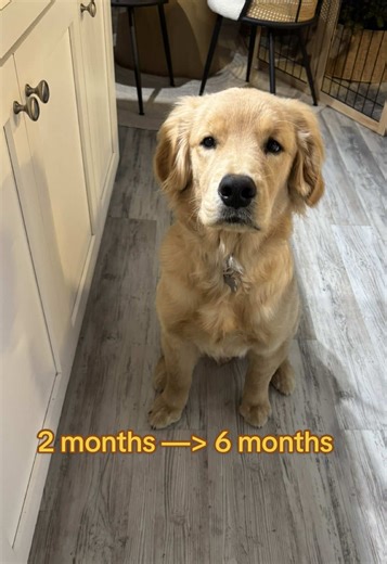 Sorry for the hiatus TikTok. I’m back and bigger than ever #goldenretriever
