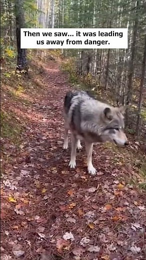 We Thought a Wolf Was Stalking Us — But It Was Leading Us Away from Danger