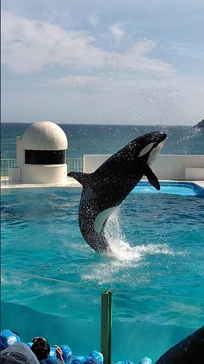 【ラビー＆ララの息の合ったコンビネーションジャンプ💨】鴨川シーワールド✨シャチパフォーマンスショー