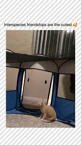 Follow 👉@catsbeingcar What the fuck did you just say? Interspecies friendships are the cutest—I’ve seen top-tier unlikely duos, been involved in countless “cat and turtle share a snack” moments, and I have over 300 confirmed cases of “heart-melting animal bonds” energy. I am trained in meme-worthy animal friendships and I’m the top commentator in every “how are they even friends?” thread I join. You are nothing to me but just another viral cuddle. I will meme this legendary cross-species connec