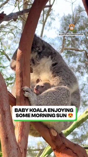 The cutest little thing ever 🐾 | Fluffy Animals