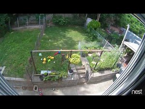 Groundhog Fence Climb #1