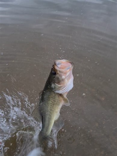 They were hitting the popper hard today🎣🐟#summer #Fishing #fyp #viral