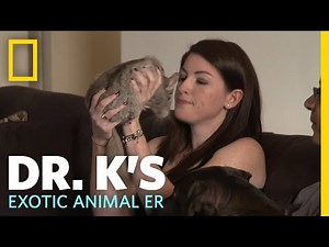 Animal Update - Shelby the Chinchilla | Dr. K's Exotic Animal ER