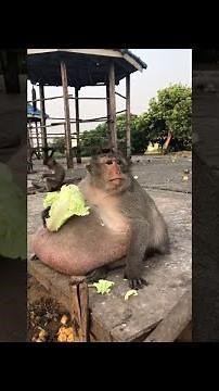Obese Monkey Eats Lettuce || ViralHog