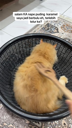 dekat mana silap nya resepi bik ni eh, aktif pulak tu puding tu #khairulaming