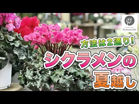 【シクラメンの夏越し】この動画で全て解決です！ #50