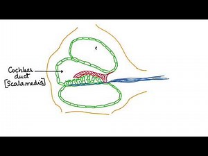 COCHLEA AND HEARING: HUMAN PHYSIOLOGY : CH-21 ISC/CBSE 11