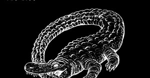 My Top Ten Alligator Songs