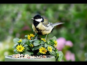 Identifying Garden Birds UK (Online Science Sessions)