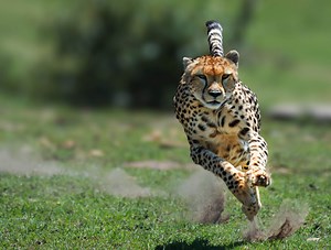 Il video incredibile del ghepardo che attacca a una velocità mostruosa