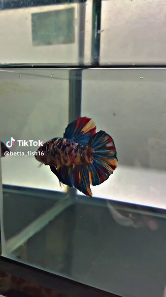 betta_fish16 on TikTok