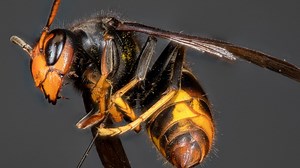 Georgia Agriculture officials reveal finding of second yellow-legged hornet nest