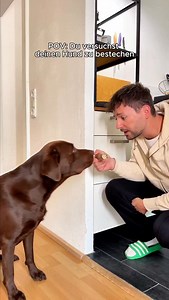 Deswegen solltest du deinen Hund niemals alleine lassen! Tipp von Sam 😬 Was soll ich das nächste Mal tun, wenn mein Assi denkt er könnte ohne mich das Haus verlassen? | der.labrador.sam
