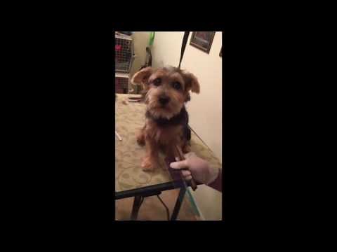 Norfolk Terrier Grooming