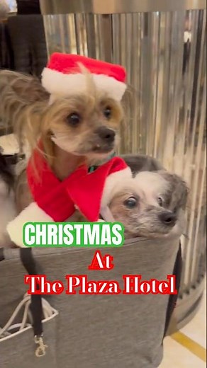 Christmas at The Plaza Hotel (Home Alone 2 hotel!)