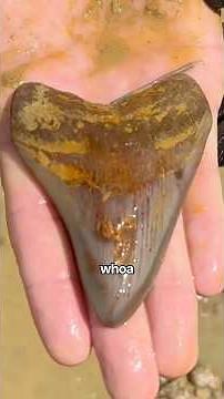 Megalodon shark tooth found digging underground at ‪@palmettofossilexcursions‬ by ‪@East_Coast_Fossils‬