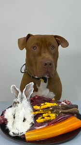 Follow & Share to get more our videos😂 Pitbull eating raw foods#Mukbang #asmr #viral | Fern Reynolds