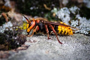 What Do Hornets Eat? (Diet & Facts)