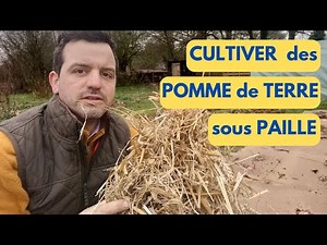 PLANTING POTATOES without TILLING the SOIL