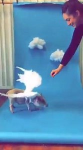 2.1K views · 82 reactions | Behind the scenes with our Best of Cincinnati coverpig, Caesar  | Cincinnati CityBeat | Facebook