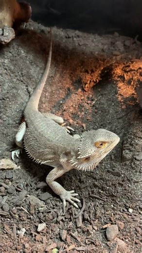 Bearded Dragon Goes Full Excavation Mode 🐉⛏️